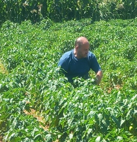 Menteşe’de hasat öncesi numune alımları sürüyor Menteşe İlçe Tarım ve