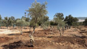 MUĞLA, (DHA)-MUĞLA'daki santral sahalarında bulunan 151 zeytin ağacı yeni yerlerine