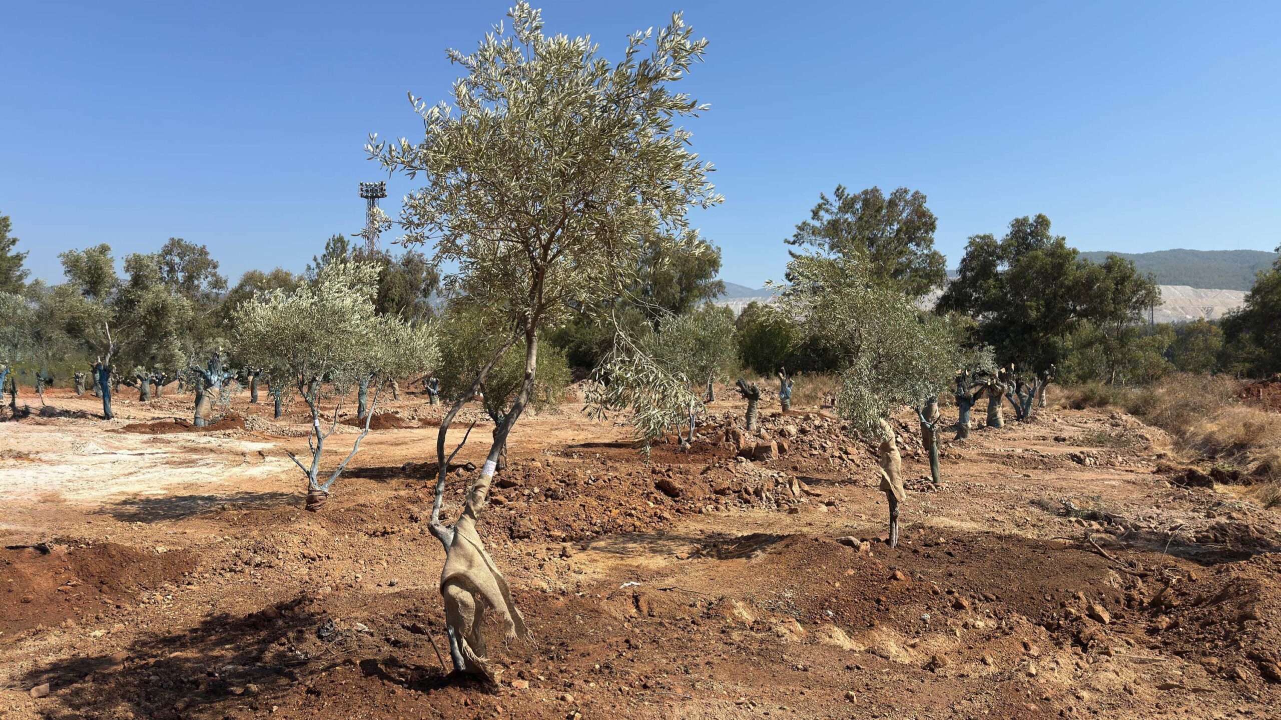 MUĞLA, (DHA)-MUĞLA'daki santral sahalarında bulunan 151 zeytin ağacı yeni yerlerine