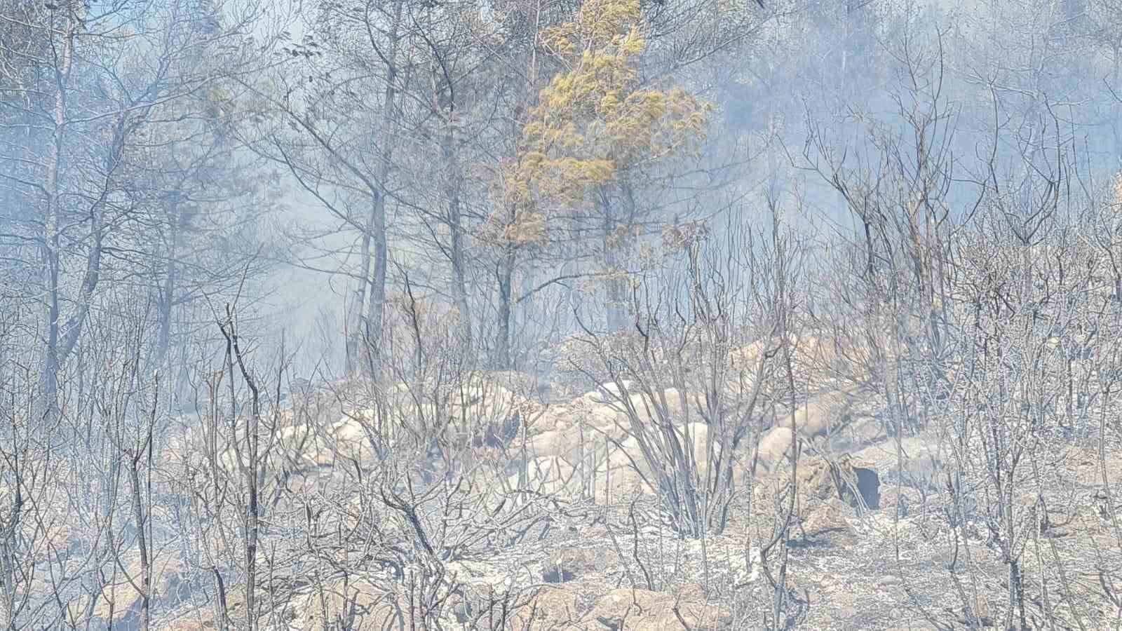 Muğla’nın Bodrum ilçesinde çıkan