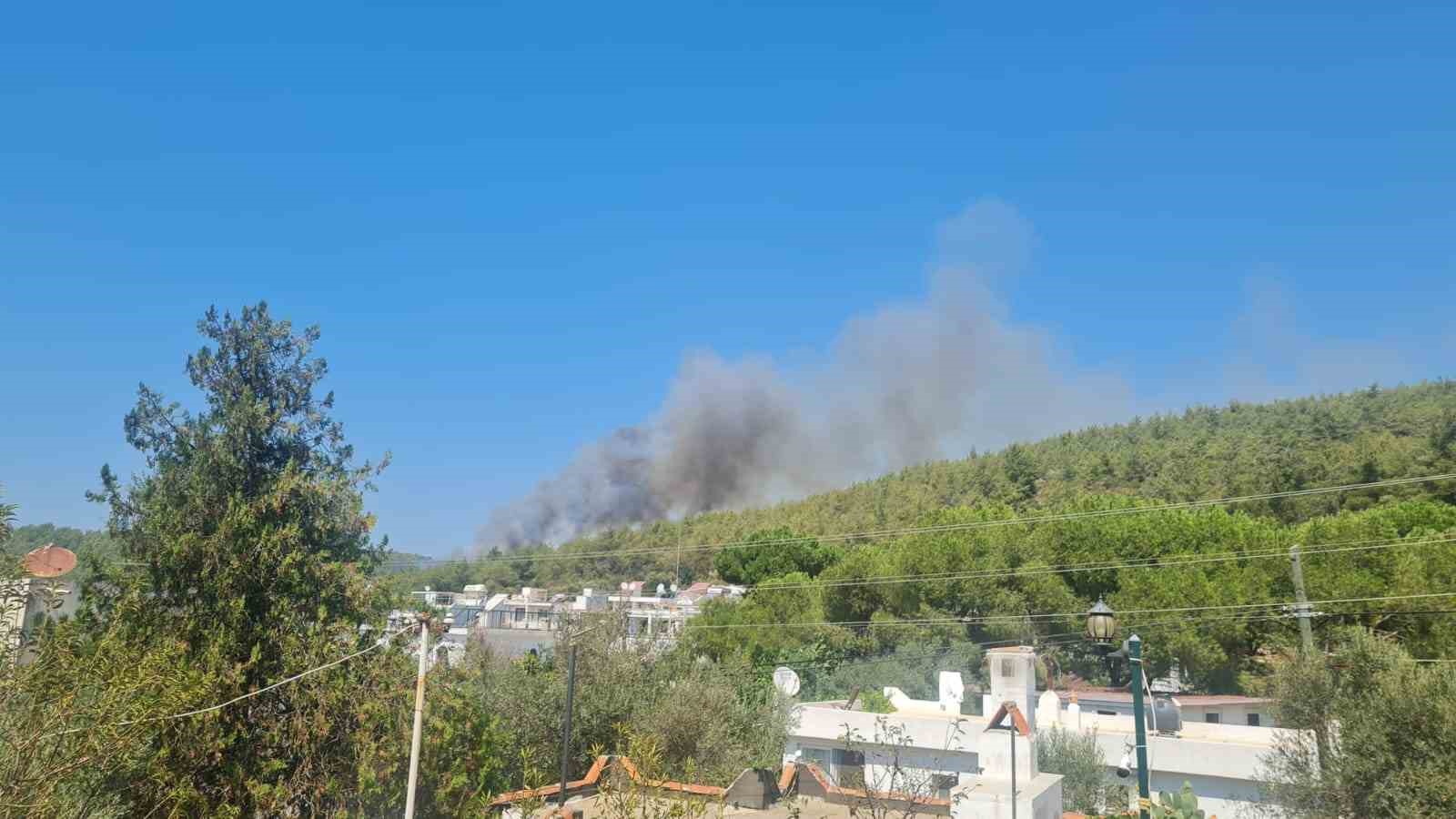 Bodrum’un Güvercinlik Mahallesi’nde ormanlık