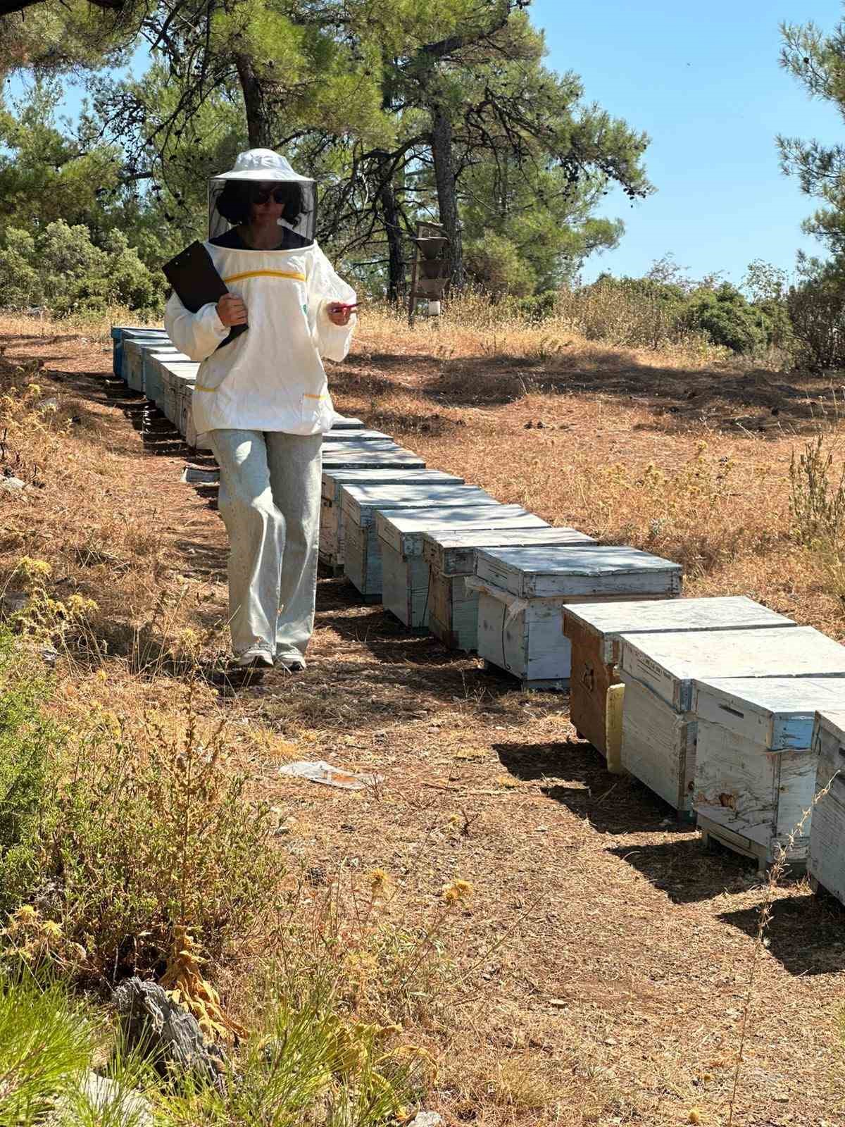 Muğla’nın Menteşe ilçesinde Tarım