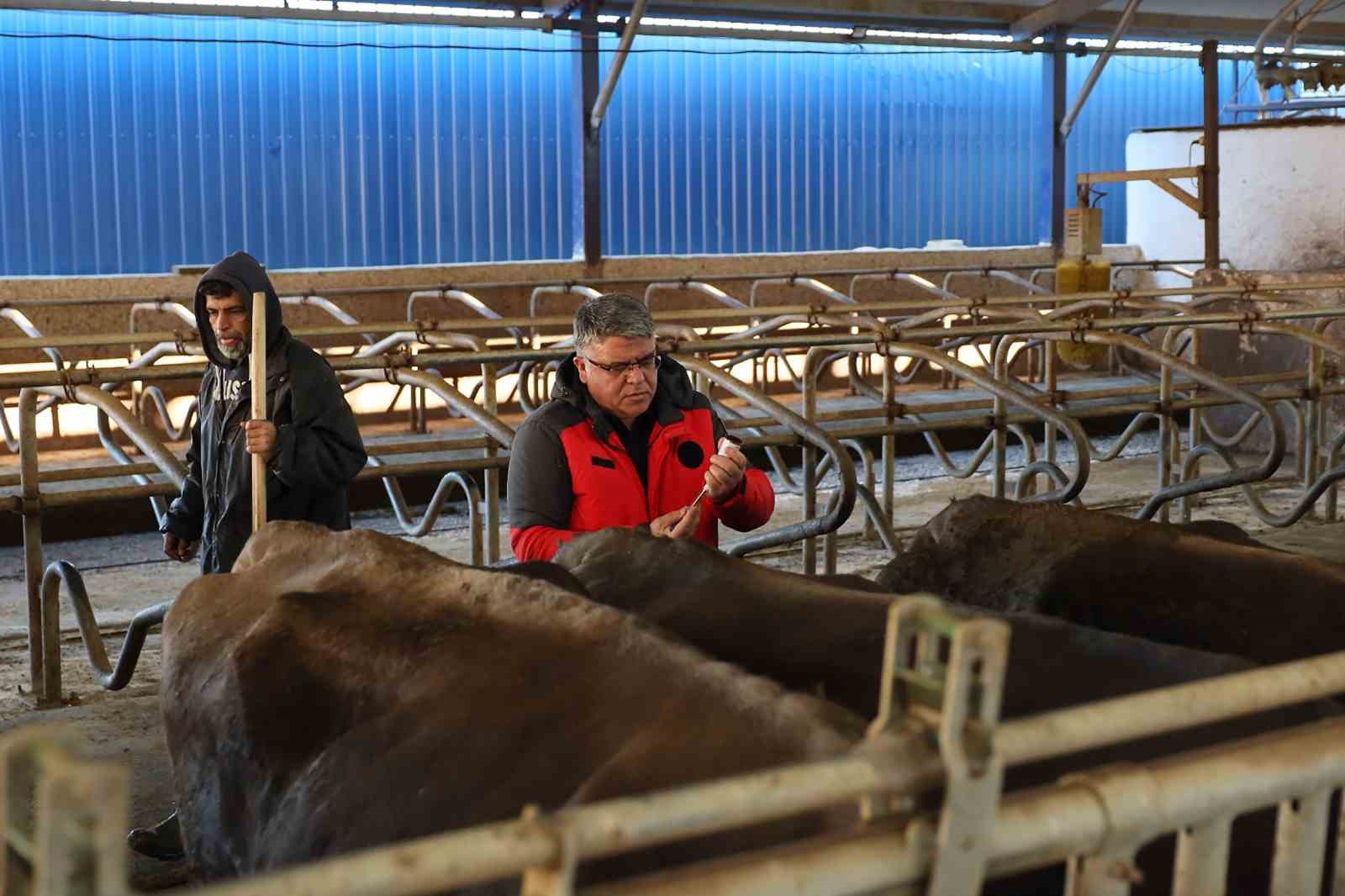 Muğla İl Tarım ve Orman Müdürlüğü, hayvancılığı tehdit eden en