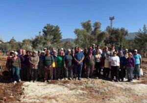 MUĞLA,(DHA)-MUĞLA Milas'ta köylüler santral sahalarında bilimsel yöntemlerle taşınan 151 zeytin