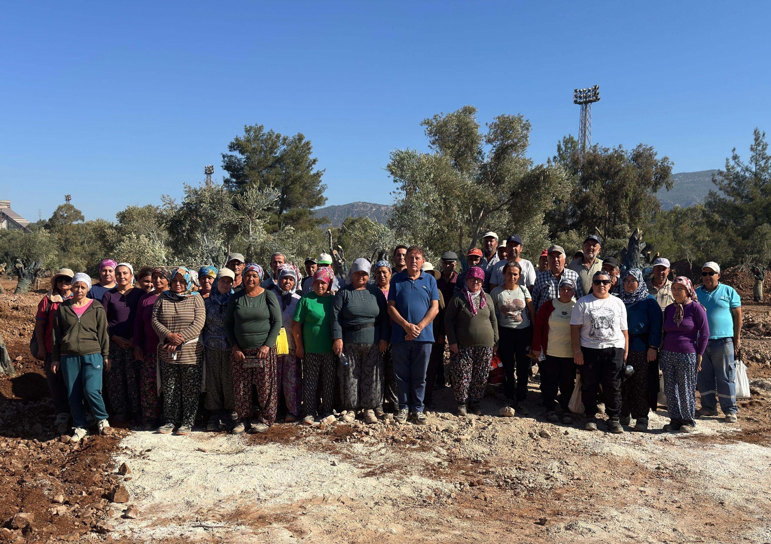 MUĞLA,(DHA)-MUĞLA Milas'ta köylüler santral sahalarında bilimsel yöntemlerle taşınan 151 zeytin