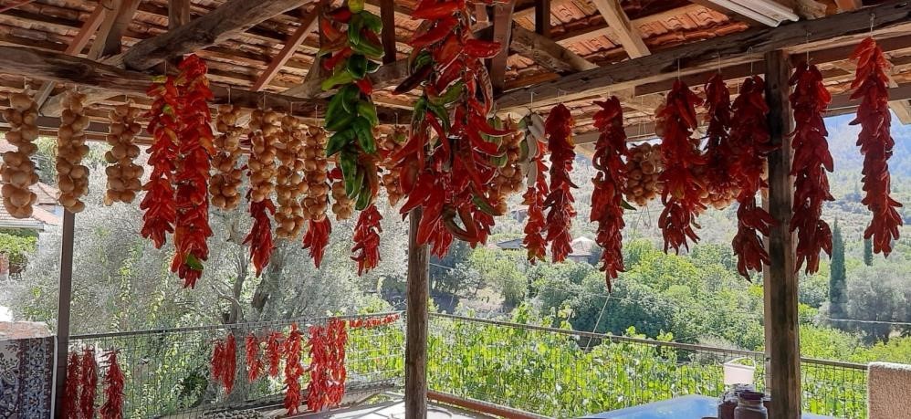 Muğla’da yerli dolmalık biberin