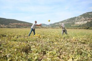 Cavit AKGÜN / MUĞLA, (DHA)-MUĞLA'nın Karabağlar Yaylası'nda yetişen ve coğrafi