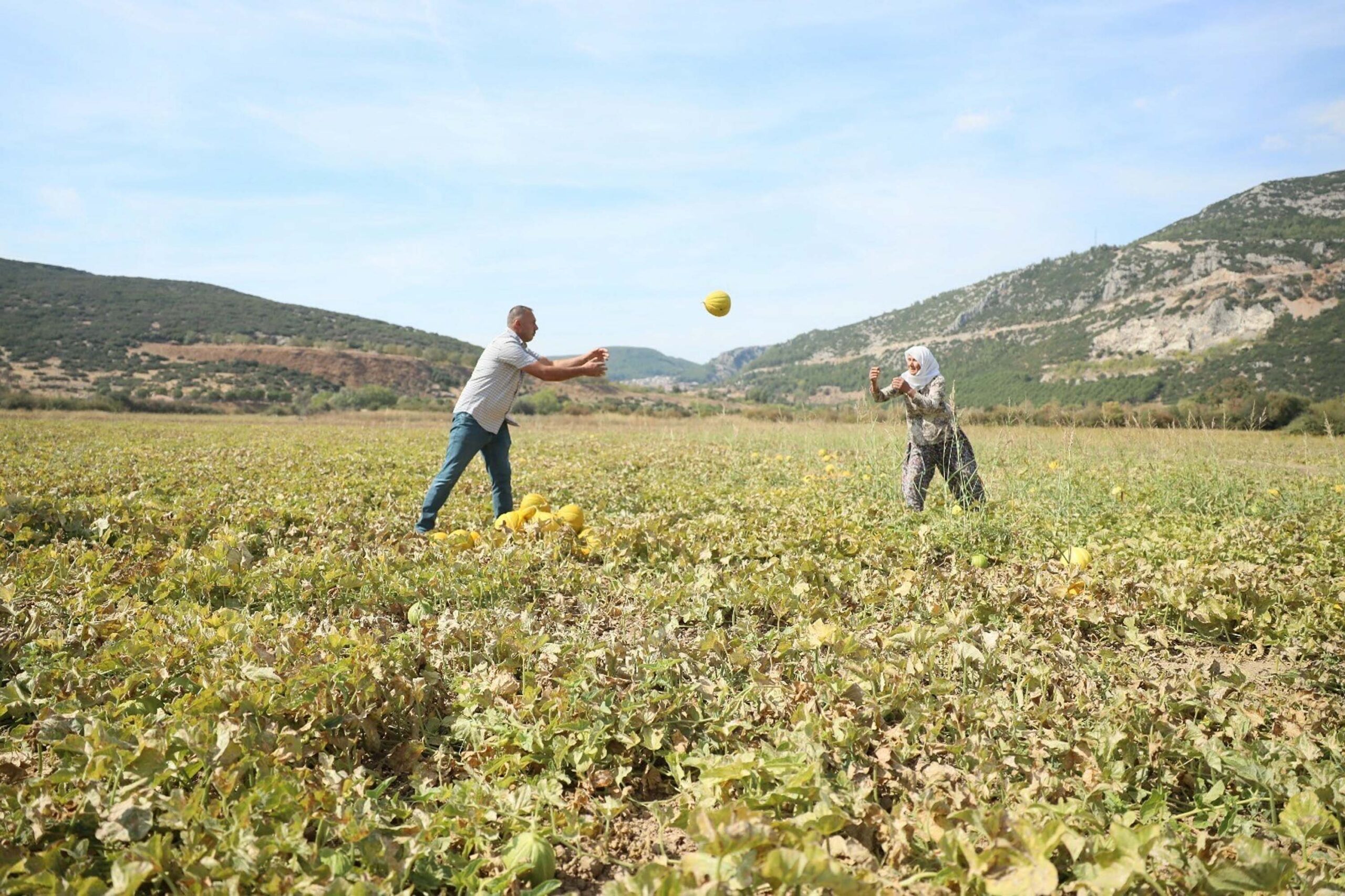 Cavit AKGÜN / MUĞLA, (DHA)-MUĞLA'nın Karabağlar Yaylası'nda yetişen ve coğrafi