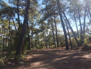 Akyaka Gökova Konaklamalı Orman Parkı, yaz sezonunun sona ermesinin ardından