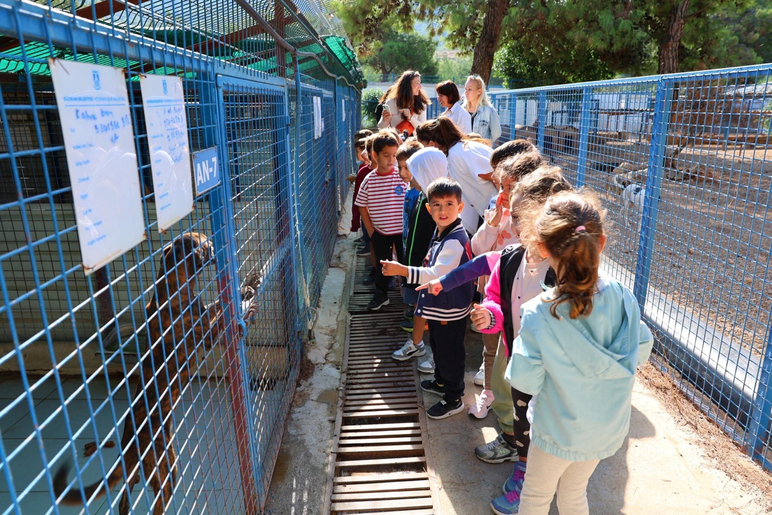 MUĞLA,(DHA)-MUĞLA'nın Bodrum ilçesinde belediye ekipleri, sokak hayvanlarının yaşam koşullarını iyileştirmek