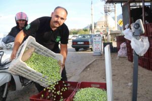 Muğla’nın Fethiye ve Seydikemer ilçelerinde zeytin hasadı tüm hızıyla sürüyor.