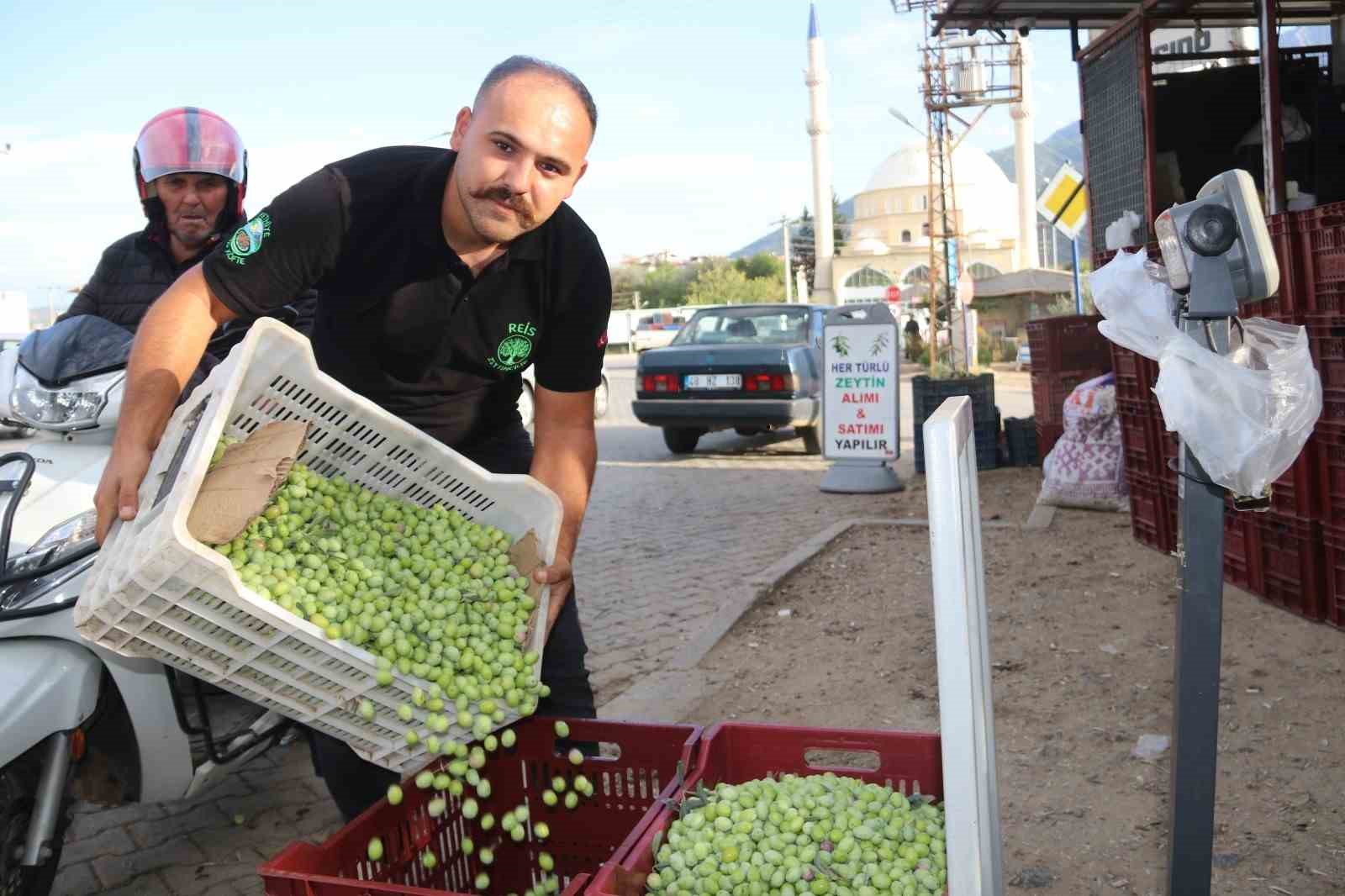 Muğla’nın Fethiye ve Seydikemer ilçelerinde zeytin hasadı tüm hızıyla sürüyor.