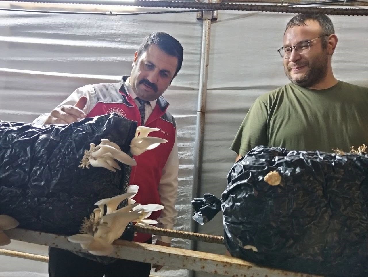 Menteşe İlçe Tarım ve Orman Müdürü Eren Kaçmaz, bölgedeki tarımsal