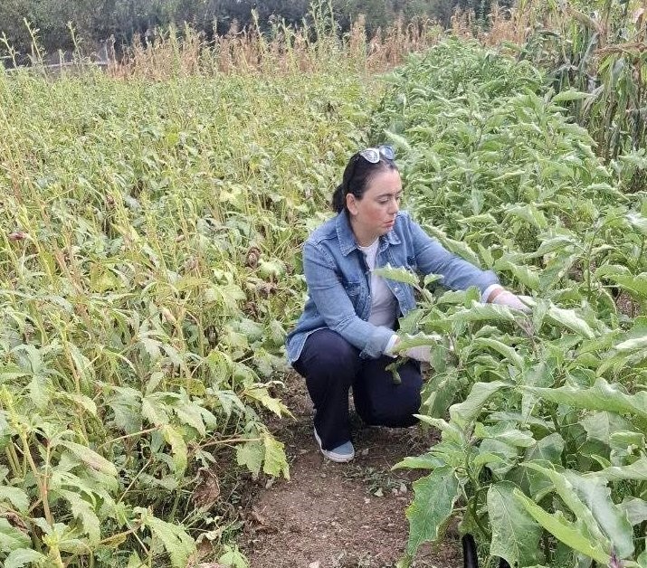 Menteşe İlçe Tarım ve Orman Müdürlüğü ekipleri, bölgedeki sebze üretim