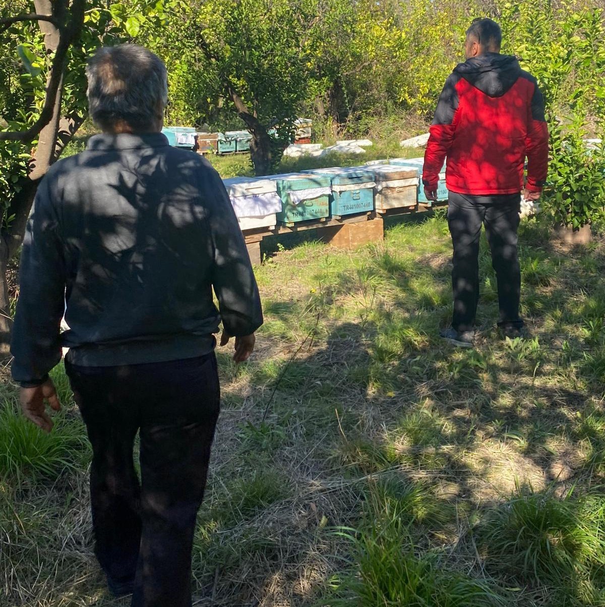 Muğla’nın Ortaca ilçesinde arılı kovan tespit çalışmaları yapılarak desteklemeler devam