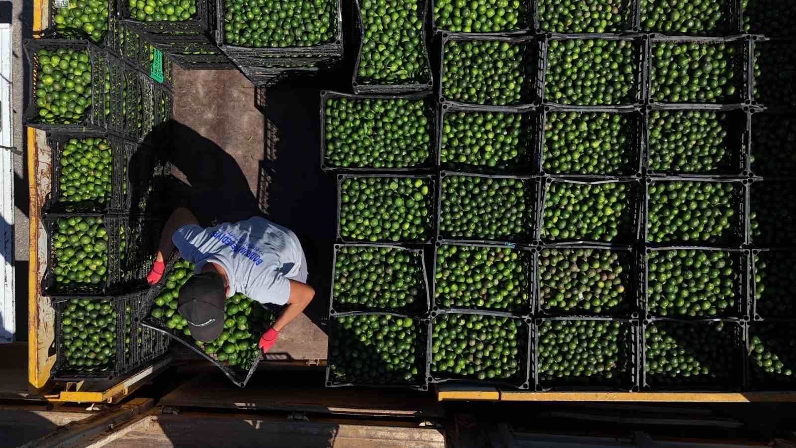 Bodrum Belediyesi, ilçe genelindeki üreticilerden Yeşil Bodrum Mandalini alımlarına devam