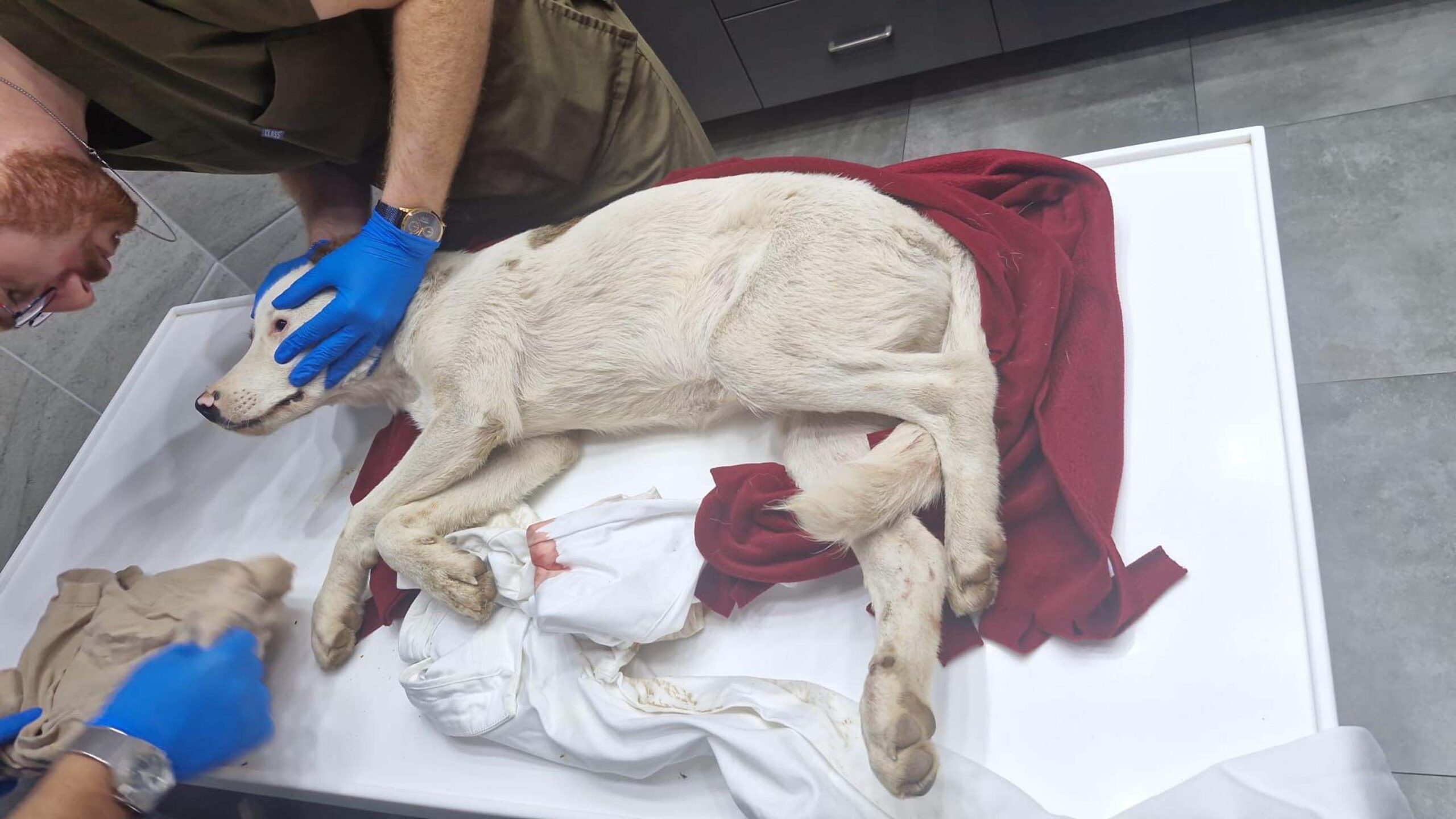 Fırat AKAY/BODRUM (Muğla), (DHA)- MUĞLA'nın Bodrum ilçesinde yavru köpekleri av