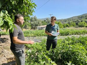 MUĞLA,(DHA)-MUĞLA'nın Bodrum Belediyesi Tarımsal Hizmetler Müdürlüğü ekipleri, zeytin hasadı dönemi