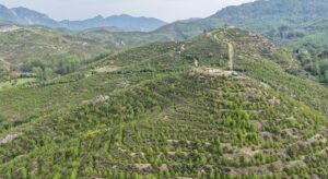 Muğla’nın Dalaman ilçesinde 2019 yılında çıkan orman yangınında zarar gören