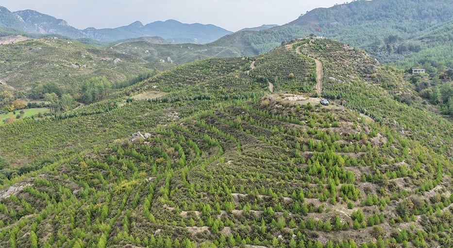 Muğla’nın Dalaman ilçesinde 2019 yılında çıkan orman yangınında zarar gören