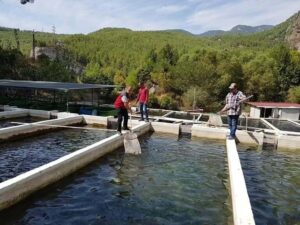 Cavit AKGÜN / MUĞLA, (DHA)-MUĞLA'nın Eşen Çayı Havzası'nda alabalık hastalık