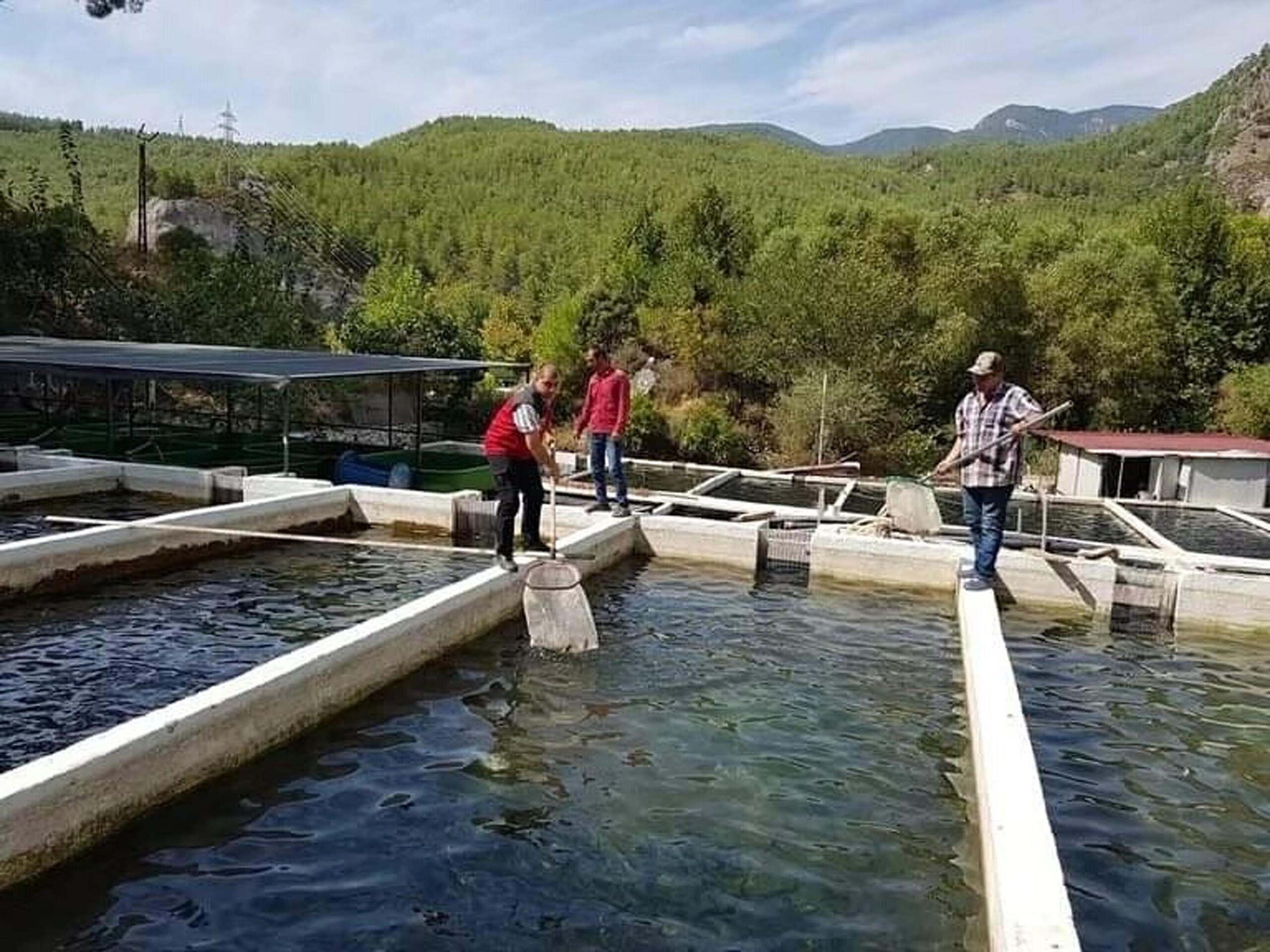 Cavit AKGÜN / MUĞLA, (DHA)-MUĞLA'nın Eşen Çayı Havzası'nda alabalık hastalık