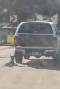 Fırat AKAY/BODRUM (Muğla), (DHA)-MUĞLA'nın Milas ilçesinde kamyonete bağlanarak sürüklenen bir