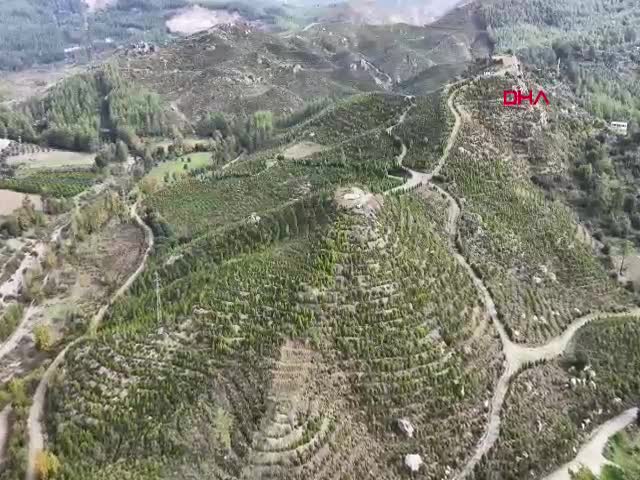 MUĞLA'nın Dalaman ilçesinde 6 yıl önceki orman yangınında zarar gören