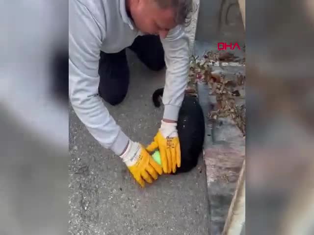 MUĞLA’nın Bodrum ilçesinde, başı konserve kutusuna sıkışan kediyi, belediye temizlik