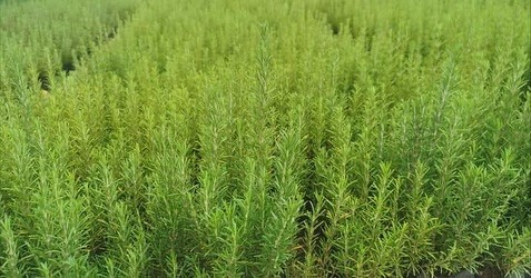 Muğla Tarım ve Orman İl Müdürlüğü, tedavi ve aromatik bitkiler