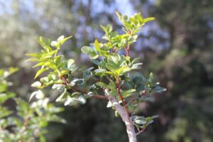 Muğla’da yüksek katma değerli ürünler arasına giren, 2015 yılında başlatılan