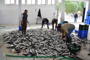 Muğla İli Eşen Çayı Havzasında faaliyet gösteren işletmelerde hastalık haritasının