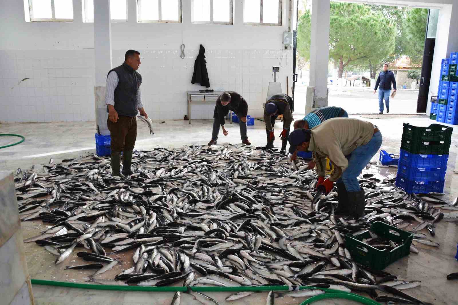 Muğla İli Eşen Çayı Havzasında faaliyet gösteren işletmelerde hastalık haritasının