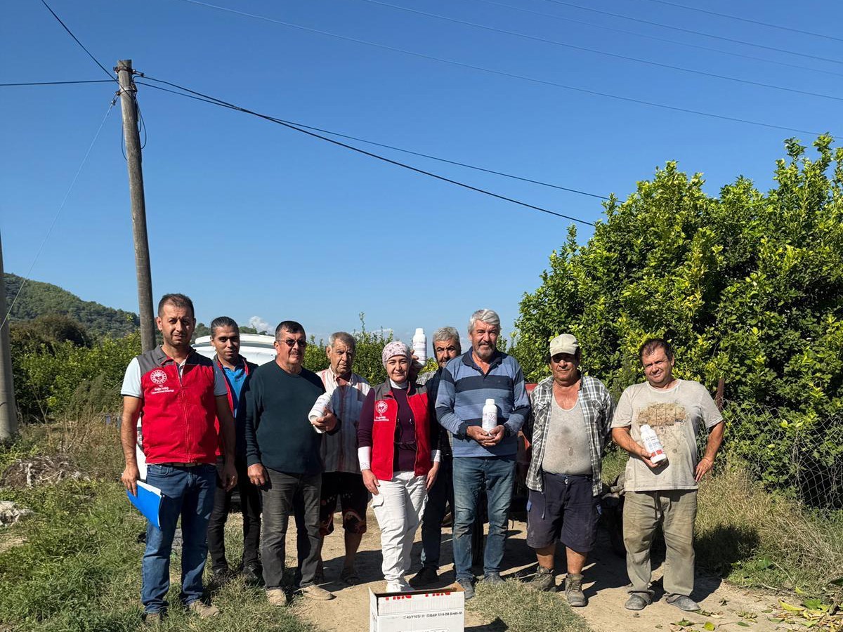 Muğla’nın Ortaca ilçesinde narenciye bahçelerinde zararlılara karşı mücadele çalışmaları devam