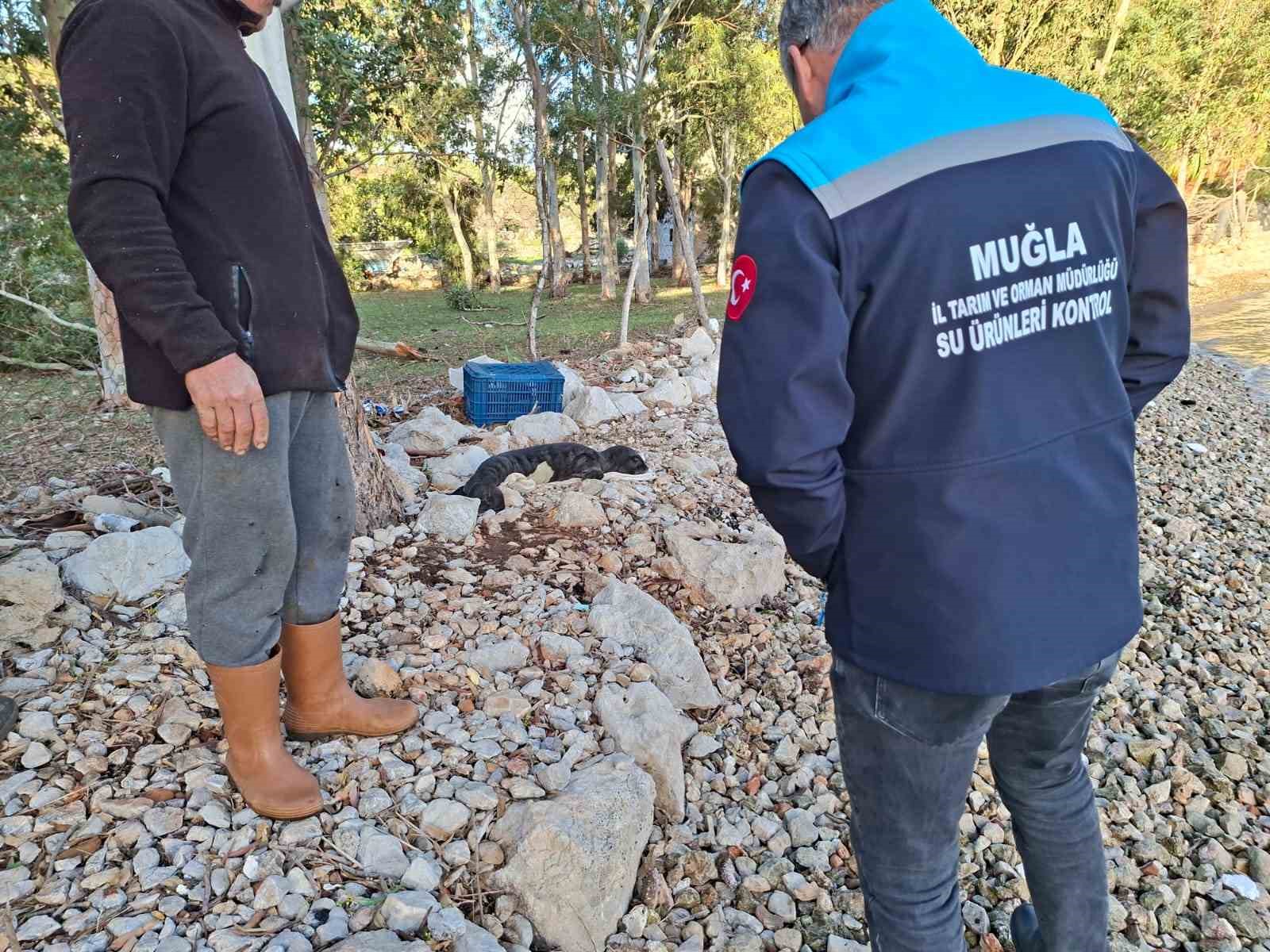Muğla’nın Marmaris ilçesine bağlı Söğüt ve Taşlıca Mahalleleri arasında bulunan