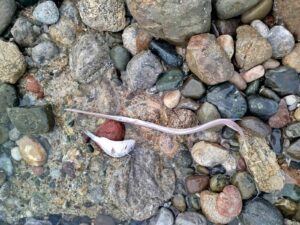 Muğla’nın Datça ilçesinde dün sabah saatlerinde sahile vuran çok sayıda