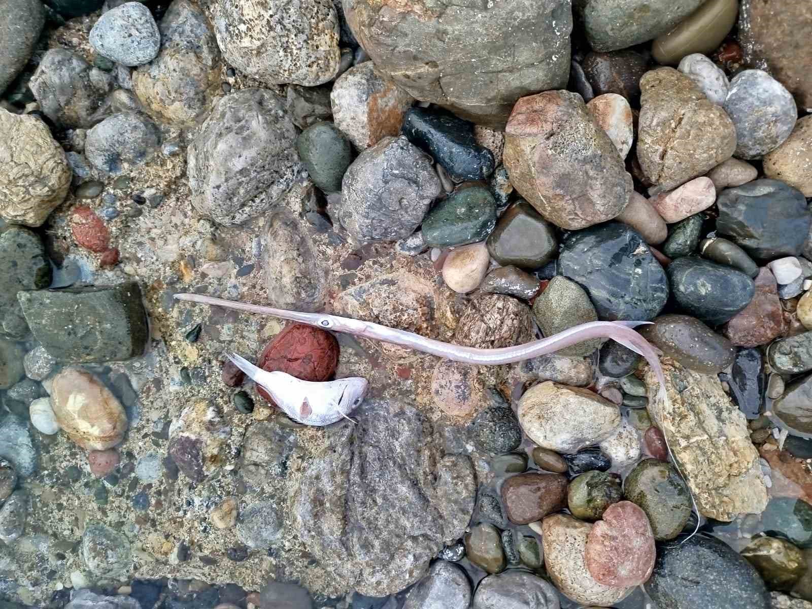 Muğla’nın Datça ilçesinde dün sabah saatlerinde sahile vuran çok sayıda