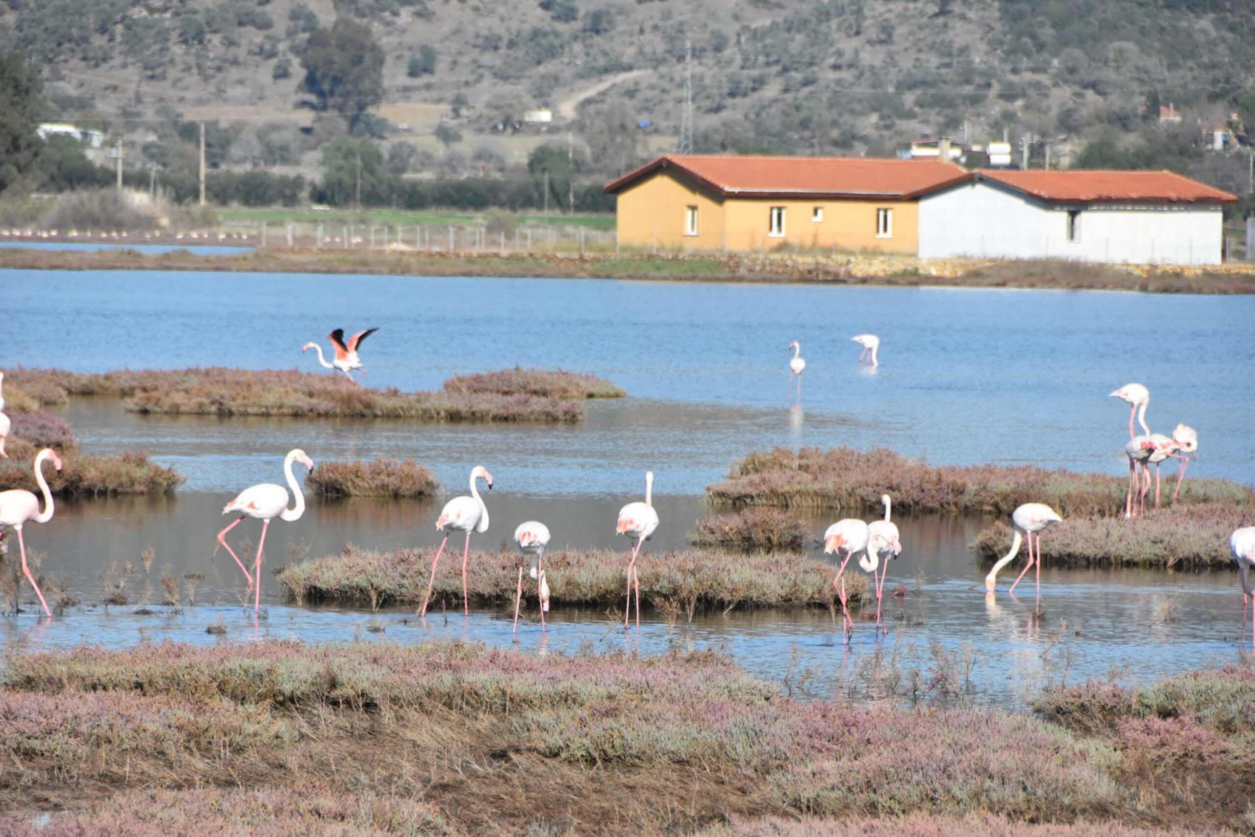 Fırat AKAY/BODRUM (Muğla), (DHA)- MUĞLA'nın Milas ve Bodrum ilçeleri arasındaki