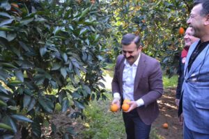 MUĞLA (İHA) – Muğla’nın Köyceğiz ilçesinde, coğrafi işarete sahip ’Köyceğiz