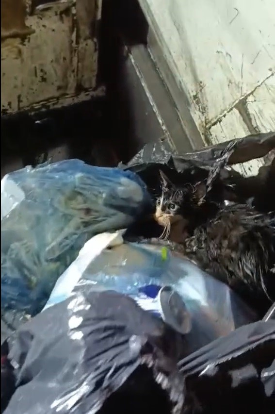 Mğula’nın Bodrum ilçesinde Bodrum Belediyesi Temizlik İşleri Müdürlüğü ekiplerinin rutin