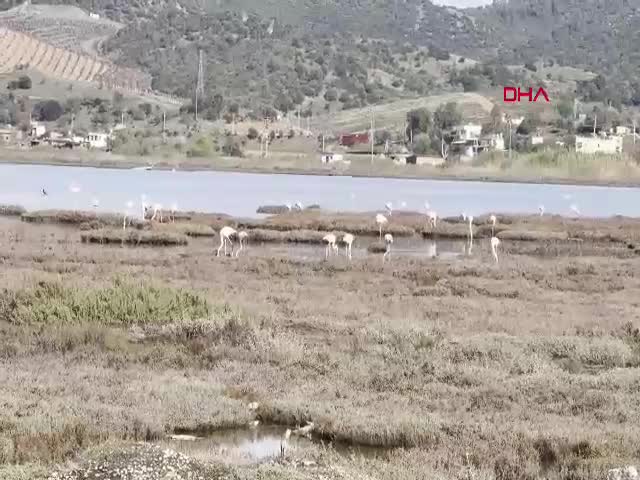 MUĞLA'nın Milas ve Bodrum ilçeleri arasındaki başta flamingolar olmak üzere