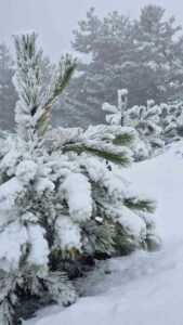 Muğla’da alçak kesimlerde etkili olan yağmur, yüksek kesimlerde yerini kar