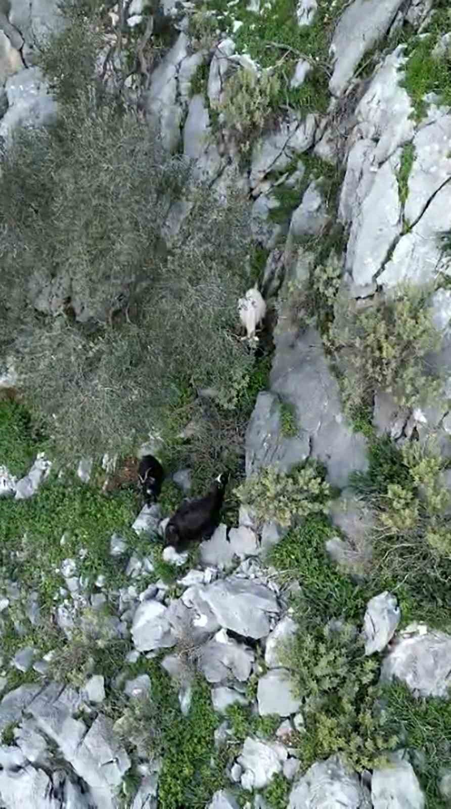 Muğla’nın Ula ilçesi Kıyra Mahallesinde sarp kayalıklarda mahsur akalan iki