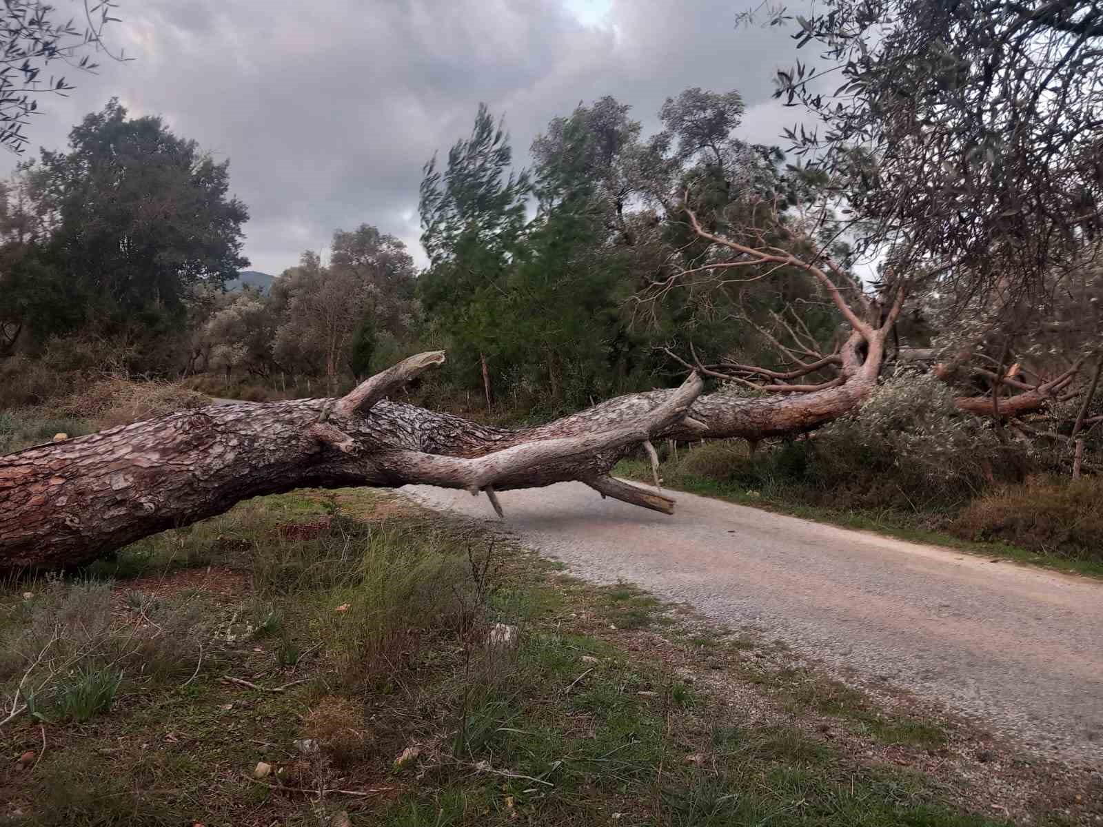 Muğla’nın Bodrum ilçesinde etkili olan fırtına nedeniyle ağaçlar yola devrildi.
