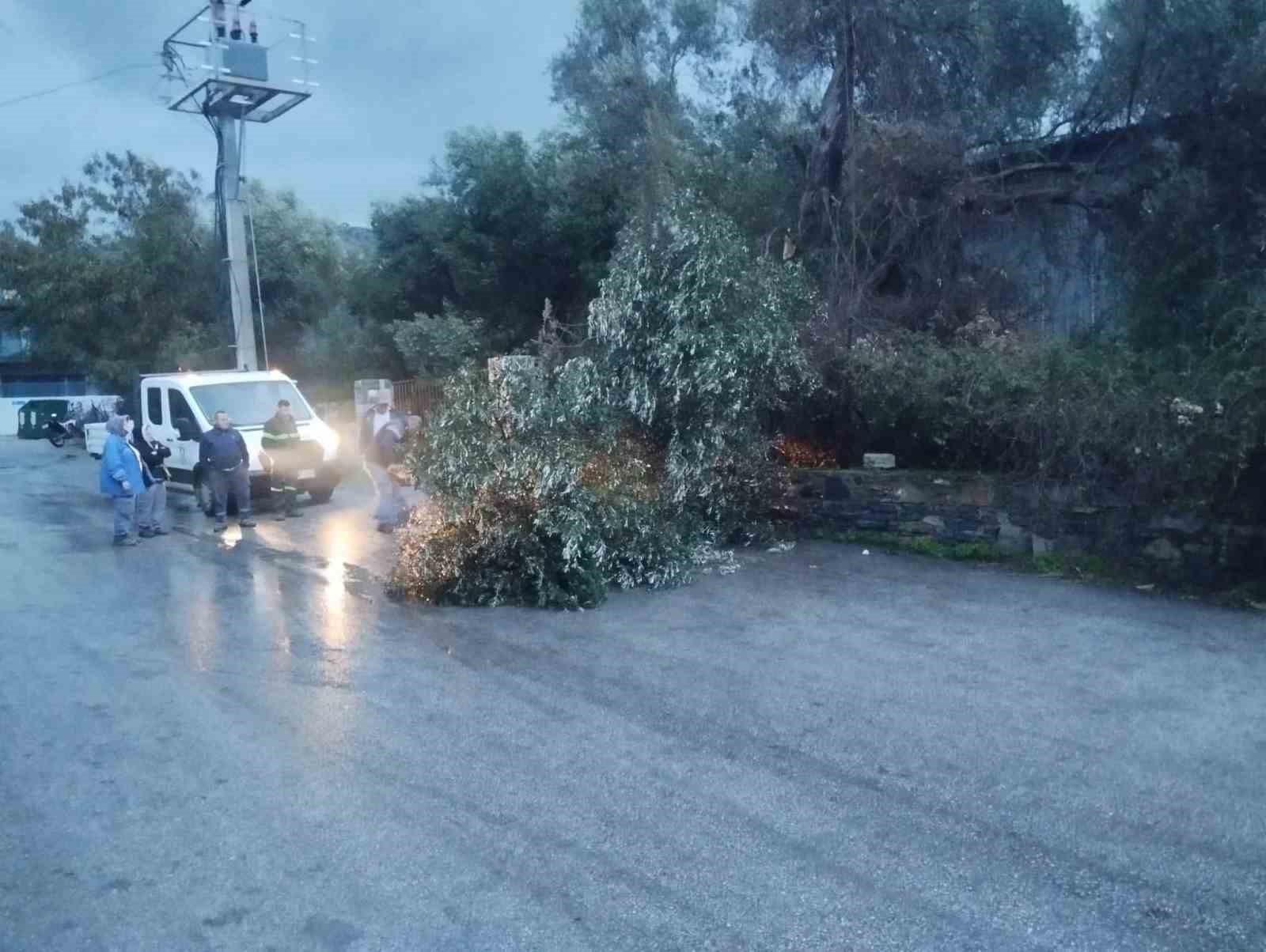 Muğla’nın Bodrum ilçesinde dünden beri etkili olan fırtına nedeniyle ağaçlar