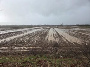 Muğla’nın Menteşe ilçesinde, son dönemde yaşanan yağışların ardından muhtemel tarımsal