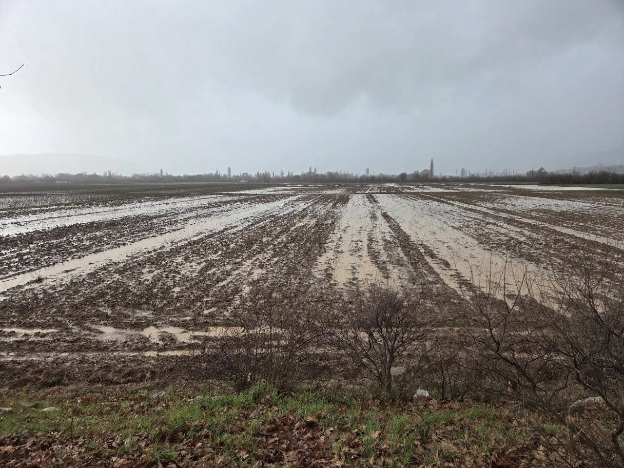 Muğla’nın Menteşe ilçesinde, son dönemde yaşanan yağışların ardından muhtemel tarımsal