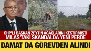 Milas’ta 100 yıllık zeytin ağaçlarını kesen CHP Milas İlçe Başkanı