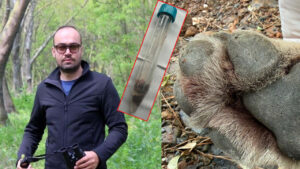 Fethiye’de aracın çarpması sonucu ölen genç erkek kurt, TÜBİTAK 1001