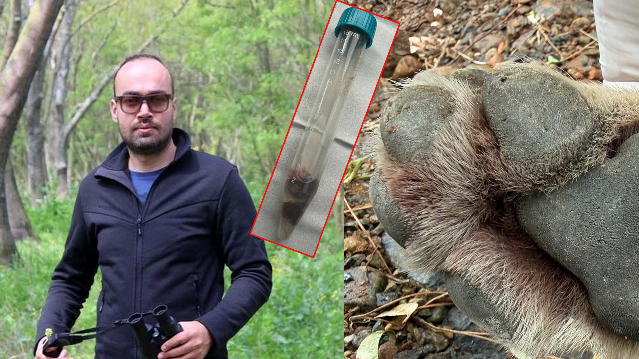 Fethiye’de aracın çarpması sonucu ölen genç erkek kurt, TÜBİTAK 1001